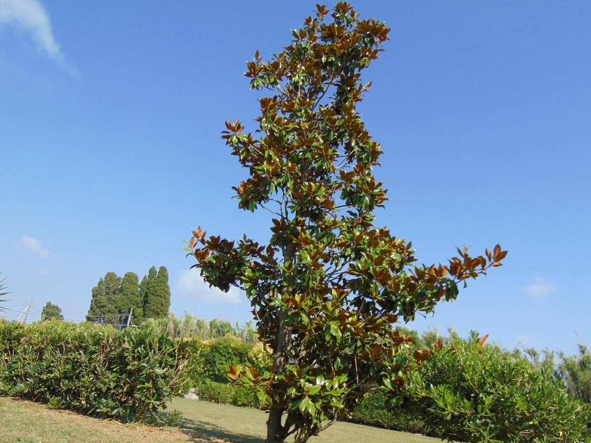 פונטקניאנו Villa Celeste B&B מראה חיצוני תמונה